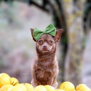 Meet your Posher, Alexa